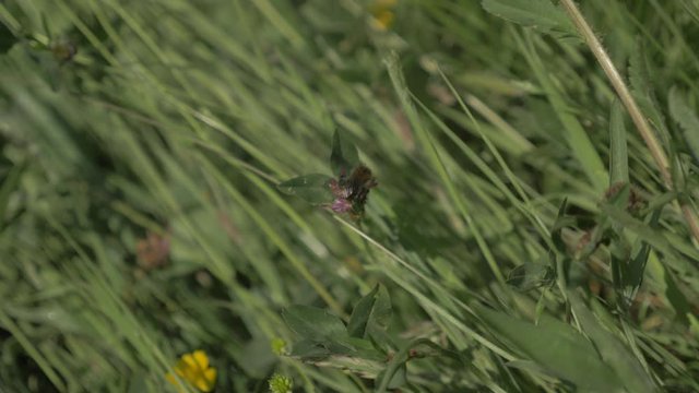 Une petite abeille qui butine un chardon 