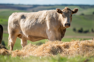 Beef cows and calfs grazing on grass in south west victoria, Australia. eating hay and silage....
