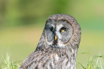 Cárabo (Strix aluco) 