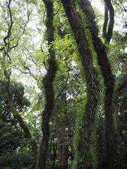 Fototapeta premium シダ植物が着生した木（愛知県名古屋市熱田神宮）