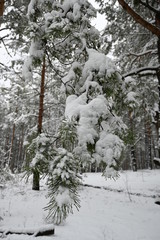winter snow pine forest