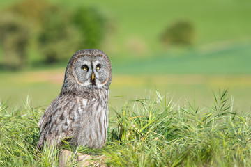 Cárabo (Strix aluco) 