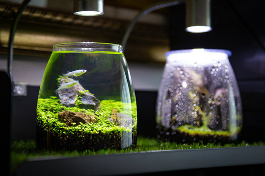 ボトルアクアリウム
