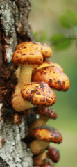A few mushrooms that grew on a tree in the forest