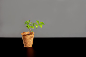 Tomato seedling in a paper pot on a black surface with a gray background.