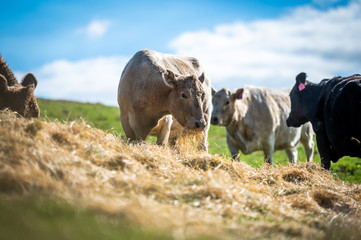 Beef cows and calfs grazing on grass in south west victoria, Australia. eating hay and silage....