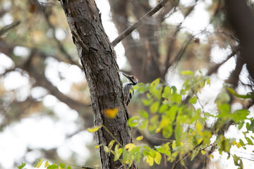 a woodpecker sitting on a tree