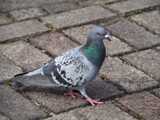 カワラバト