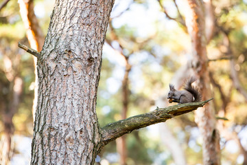 Obraz premium a squirrel sitting on a tree