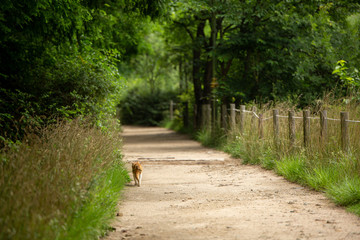 a cat for a walk in the park