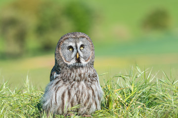 Cárabo (Strix aluco) 