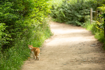 a cat for a walk in the park