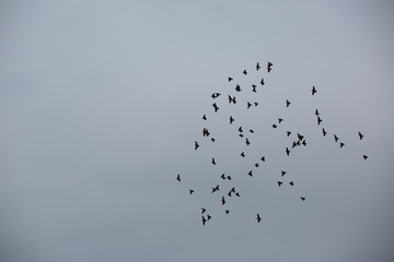birds flying in the sky