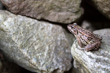 a frog sitting on a rock