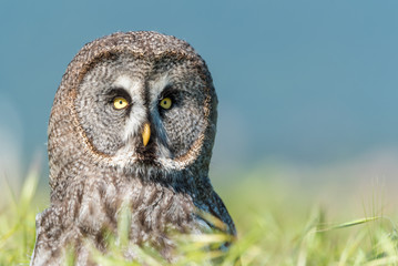 Cárabo (Strix aluco) 