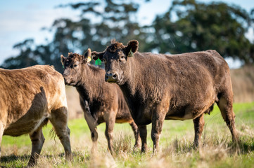 Beef cows and calfs grazing on grass in south west victoria, Australia. eating hay and silage....
