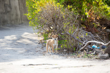 a cute little puppy on the street