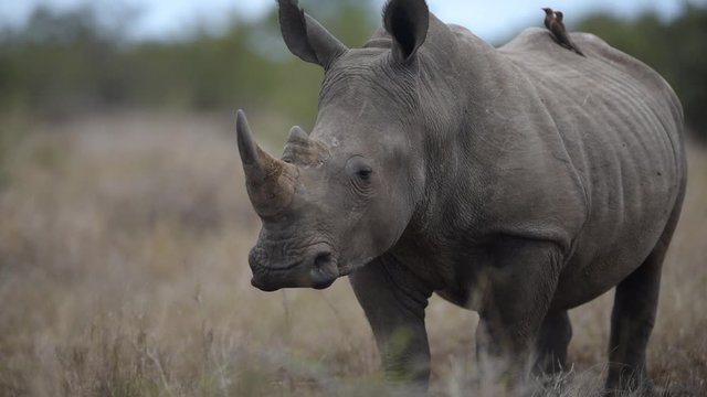 Rhinoceros in the wilderness of Africa