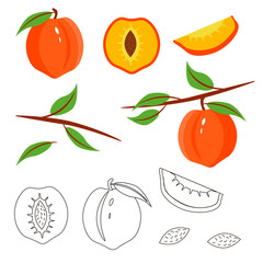Illustration with peach set on white background. Decoration design. Sweet natural fruit icon.