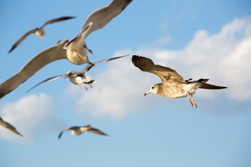 Seagulls Flying in the Blue Sky