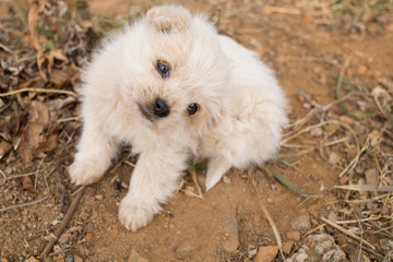 a cute little white puppy