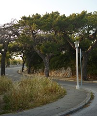 Obraz premium along the bend of the road grow green pines with cones. Brown tree trunks and asphalt. Sky and Lamppost