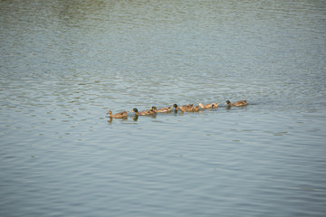 ducks swimming in the river