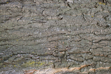 large old tree textured bark