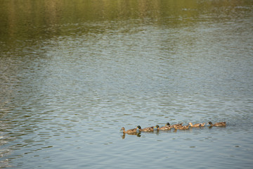 ducks swimming in the river