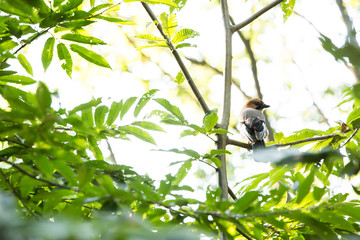 a bird sitting among the leaves