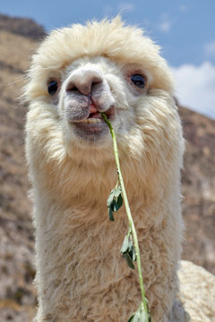 Alpaca in the Colca Canyon Arequipa