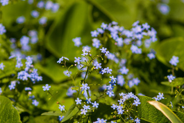 blue forget-me-not flowers on the flowerbed