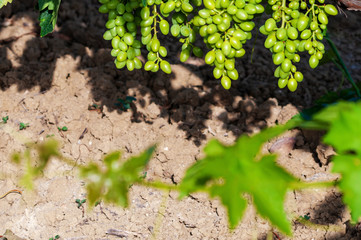 Delicious grapes on the garden