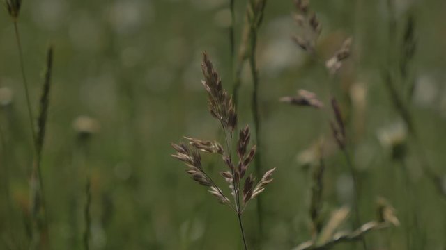 gazon mont&eacute; en graine dans un champs 