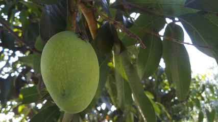 Close up green mango fruits hanging on tree branch