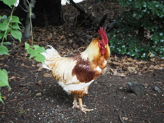 雨上がりの熱田神宮の神鶏（愛知県名古屋市）