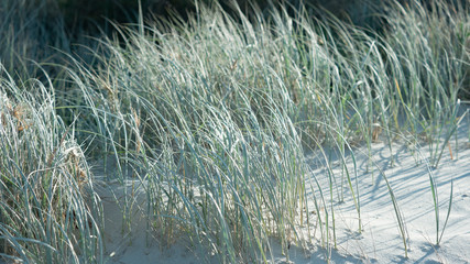 Sand Dunes
