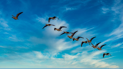 flock of birds in the sky 