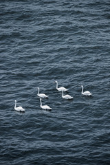 Fototapeta na wymiar swans in the sea