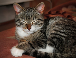 Naklejka premium a grey kitten with white stripes and pink ears at home on a brown blanket