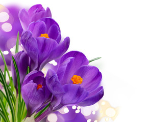 Obraz premium Blue crocuses flowers