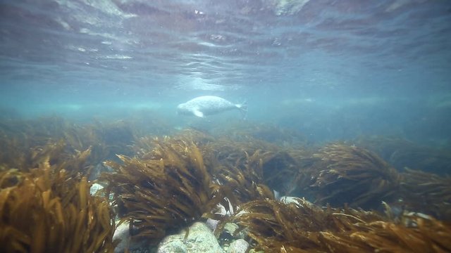 seal underwater video japan sea white spotted seal wildlife sea ocean