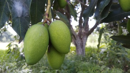 Close up green mango fruits hanging on tree branch