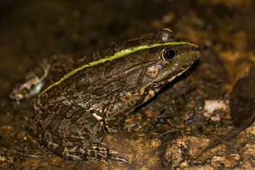Rana di stagno