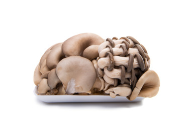 oyster mushrooms isolated