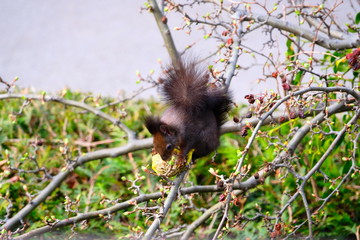 Squirrel feeding from a birds meal