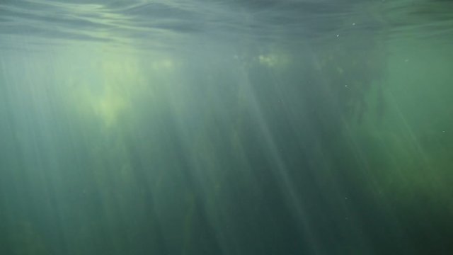 underwater video background depth reef, coral reef in the warm sea