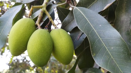 Close up green mango fruits hanging on tree branch