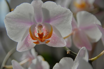 home plant orchid flower bloomed