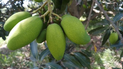 Close up green mango fruits hanging on tree branch